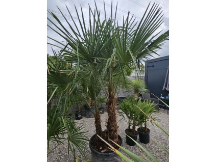 trachycarpus-fortunei--dvojkmen-v-celkovej-vyske-250-cm