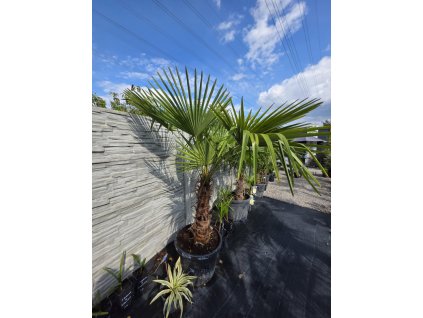 trachycarpus-fortunei-v-celkovej-vyske-230-cm-s-vyskou-kmena-72-cm