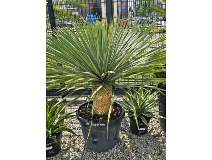 yucca-rostrata-v-celkovej-vyske140-cm-s-vyskou-kmena-34-cm