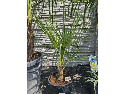 trachycarpus-fortunei--15-l-v-celkovej-vyske-100-cm