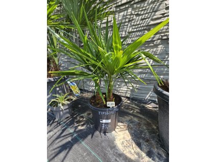 trachycarpus-fortunei-trojkmen-15-l-v-celkovej-vyske-95-cm