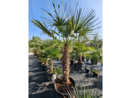 trachycarpus-fortunei-s-vyskou-kmena-120-cm-v-celkovej-vyske-295-cm