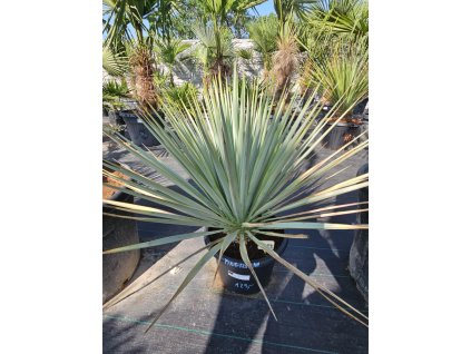 yucca-rigida-25-l-v-celkovej-vyske-85-cm