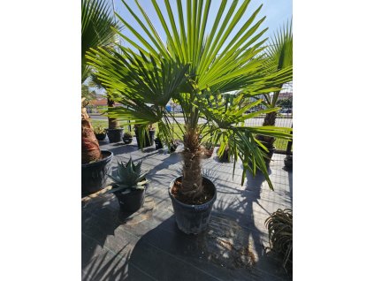 trachycarpus-fortunei-v-celkovej-vyske-165-cm-s-vyskou-kmena-50-cm