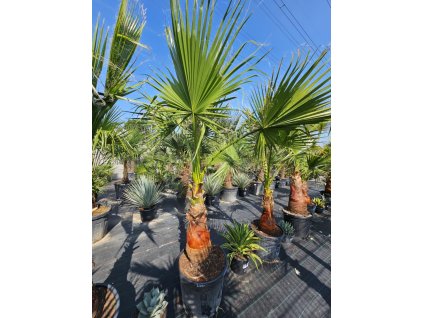 washingtonia-filibusta-s-hladkym-kmenom-s-vyskou-kmena-56cm-v-celkovej-vyske-270-cm