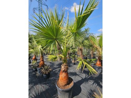 washingtonia-filibusta-s-hladkym-kmenom-s-vyskou-kmena-57-cm-v-celkovej-vyske-235-cm