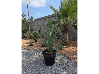 nolina-nelsonii-25-l-v-celkovej-vyske-130-cm