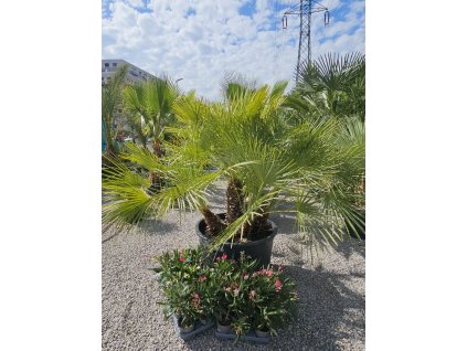 chamaerops-humilis-s-5-kmenmi-v-celkovej-vyske-190-cm