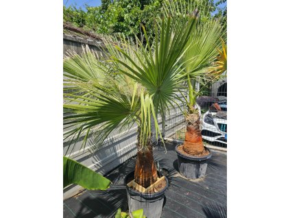 washingtonia-filibusta-s-hladkym-kmenom-s-vyskou-kmena-70-cm-v-celkovej-vyske-220-cm