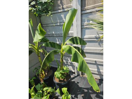 musa-basjoo--vyska-rastliny-je-150-cm