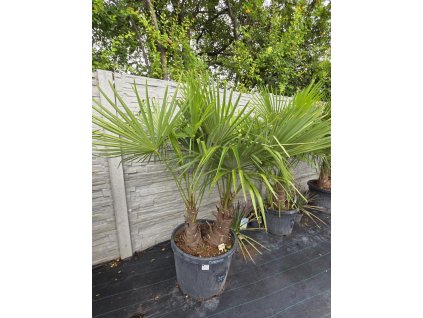 trachycarpus-fortunei-dva-kmene-v-celkovej-vyske--s-kvetinacom-190-cm-1