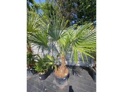 trachycarpus-fortunei-dvojkmen-v-celkovej-vyske-s-kvetinacom-200-cm
