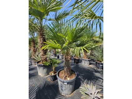 trachycarpus-fortunei-vyskou-kmena-45-cm--v-celkovej-vyske-180-cm