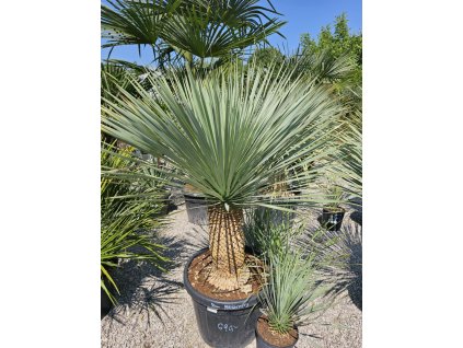 yucca-rostrata-v-celkovej-vyske-165-cm--s-vyskou-kmena-50-cm