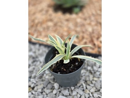 yucca-filamentosa-citrus-twist--mala-sadenicka