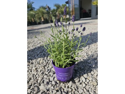 lavandula-angustifolia-hidcote-v-celkovej-vyske-27-cm