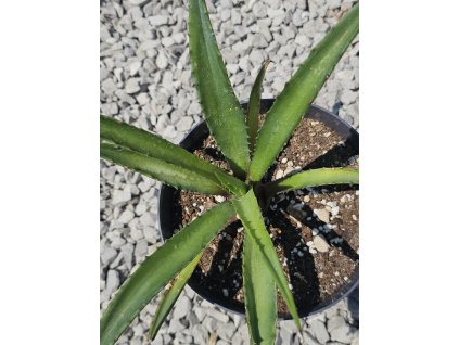 agave-americana-v-celkovej-vyske-s-kvetinacom-35-cm