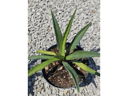 agave-americana-v-celkovej-vyske-s-kvetinacom-37-cm