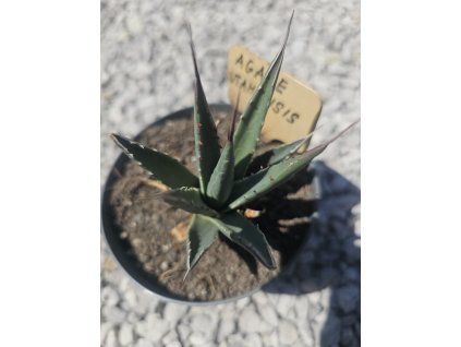 agave-utahensis-v-sirke-8-cm--vyske-10-cm