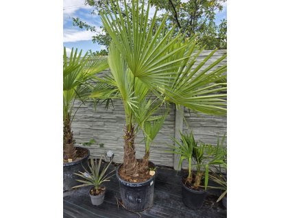 trachycarpus-fortunei-dvojkmen-v-celkovej-vyske-205-cm