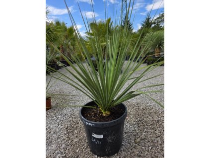 nolina-nelsonii-v-celkovej-vyske-125-cm