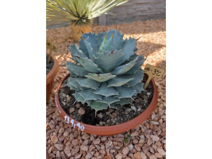 agave-potatorum-v-celkovej-vyske-40-cm--sirke-30-cm