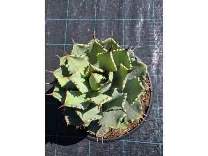 Agave potatorum v šírke 23 cm 4