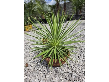 agave-stricta-nana-v-celkovej-vyske-40-cm