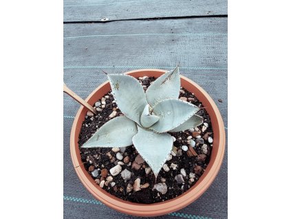 Agave pygmaea Dragon Toes v šírke 13 cm, výške 9 cm