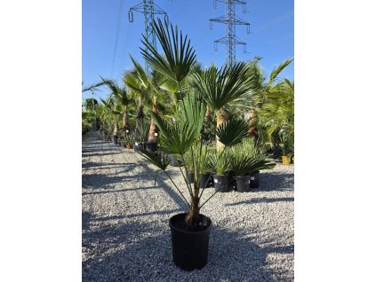 trachycarpus-wagnerianus-v-celkovej-vyske-150-cm-1