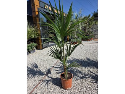 trachycarpus-fortunei-v-celkovej-vyske-130-cm