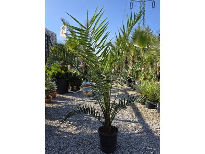 phoenix-canariensis-v-celkovej-vyske-150-cm