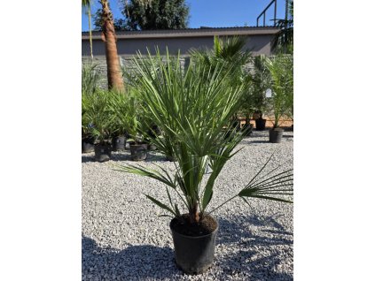 chamaerops-humilis-trpazlicia-palma-v-celkovej-vyske-100-cm