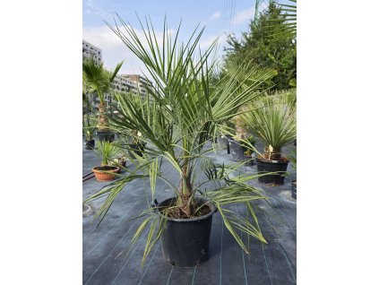 butia-capitata-v-celkovej-vyske-150-cm-2