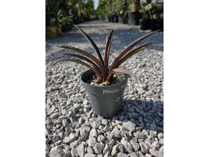 mangave-pineapple-v-sirke-21-cm--vyske-15-cm