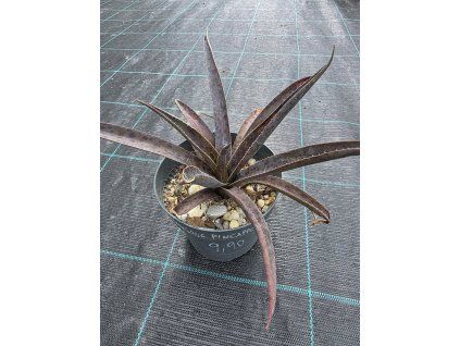 Mangave Pineapple v šírke cca 20 cm 1