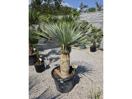yucca-rostrata-mn-s-vyskou-kmena-65-cm-v-celkovej-vyske-155-cm