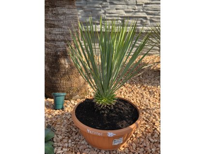 yucca-rostrata-s-vyskou-kmena-10-cm--celkova-vyska-66-cm