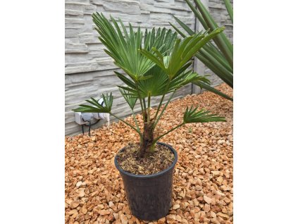 Trachycarpus trachycarpus-wagnerianus-v-celkovej-vyske-60-cm