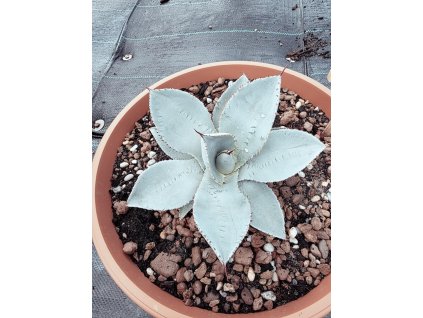 agave-pygmaea-dragon-toes-v-sirke-14-cm--vyske-11-cm-5