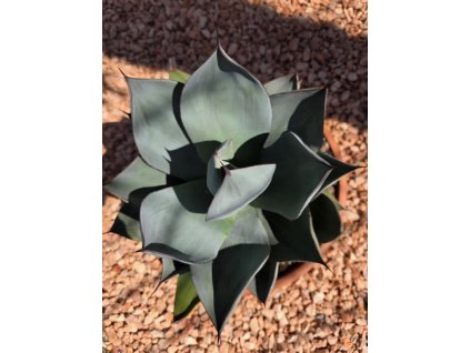 agave-celsii-nova-v-sirke-42-cm--celkovej-vyske-48-cm