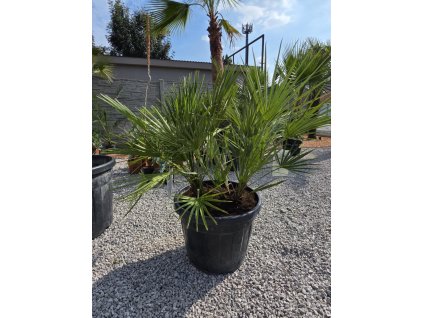 chamaerops-humilis-2-kmene-v-celkovej-vyske-140-cm