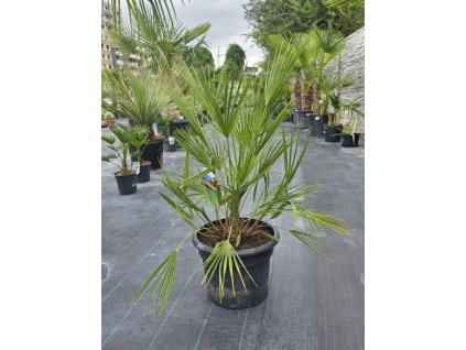 chamaerops-humilis-v-celkovej-vyske-107-cm