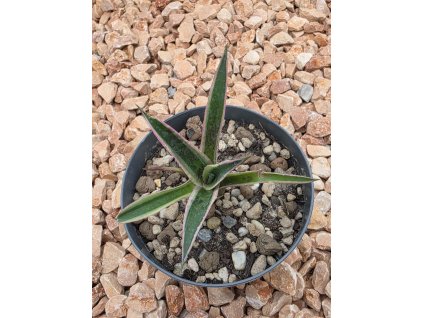 mangave-snow-leopard-v-sirke-10-cm--vyske-10-cm