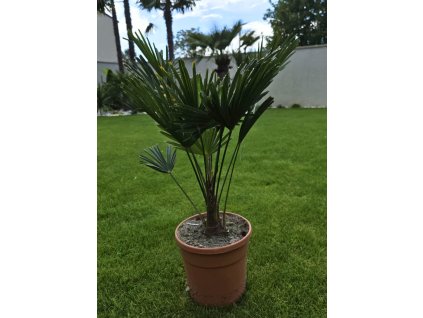 trachycarpus-wagnerianus-v-celkovej-vyske-85-cm