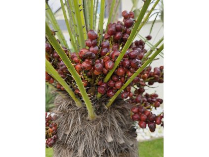 chamaerops-humilis-cerifera-semena-zber-10-2025-1