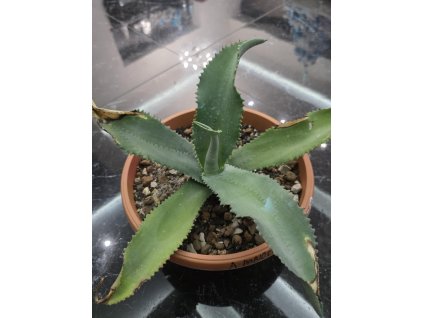 agave-pablocarrilloi-v-sirke-37-cm--vyske-23-cm