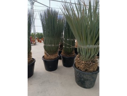 Dasylirium Serratifolium Ø40 ilustračný obrázok