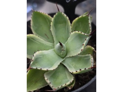 agave-potatorum--kichi-jokan--v-sirke-10-cm--vyske-6cm