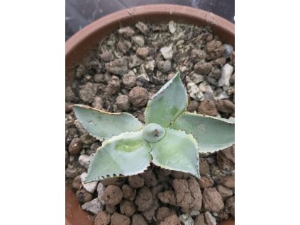 fad8795f 3985 4484 a6a3 4f860bff31be